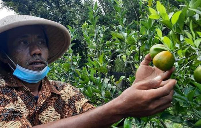 Peluang dan Tantangan Petani di Selayar