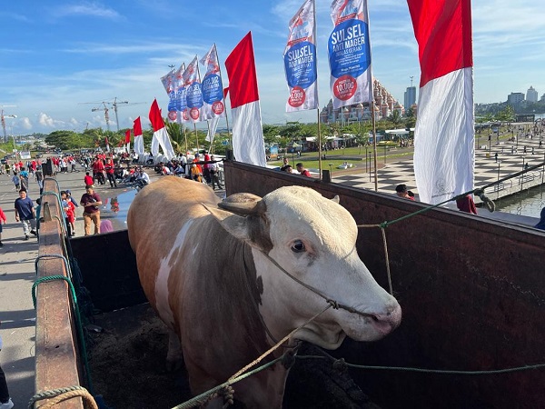 Gubernur Sulsel Dapat Hadiah Sapi