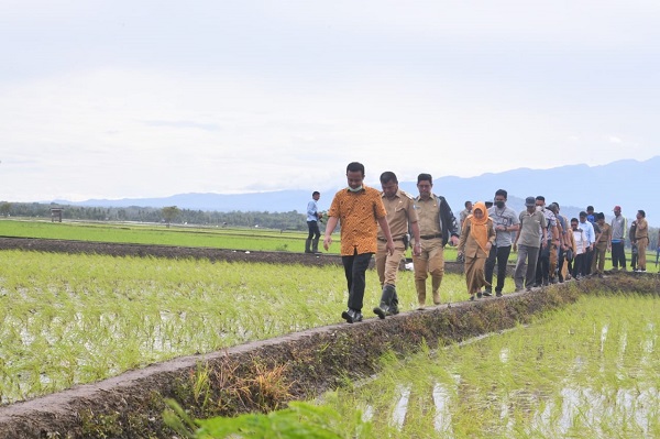 Sulsel Pemasok Beras Terbesar di Indonesia