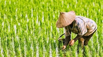 Nitrobacter, Bakteri Aktif Bisa Menggemburkan dan Menyuburkan Tanah