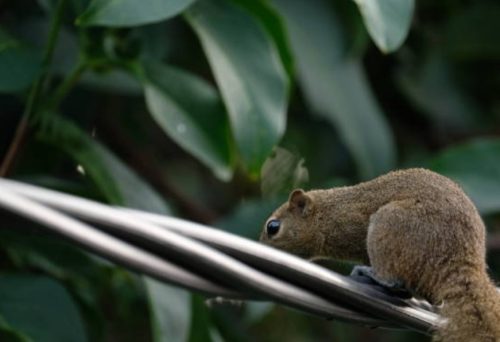 Benarkah Tupai Bisa Membuat Listrik Padam? Ini Penjelasan Manager PLN Selayar