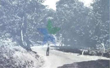 Jejak yang Terlupakan, Kesemek dan Hilangnya Warisan Halle di Garut