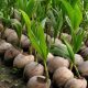 Cara Menanam Bibit Kelapa Agar Tumbuh Subur