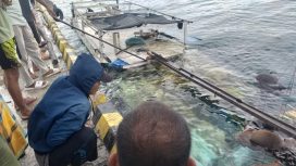 Kapal KLM Bintang Kayuadi Tenggelam di Perairan Kalatoa, Muatan Kopra hingga Sapi Hilang