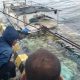 Kapal KLM Bintang Kayuadi Tenggelam di Perairan Kalatoa, Muatan Kopra hingga Sapi Hilang
