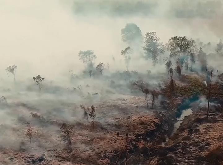 Hutan terbakar